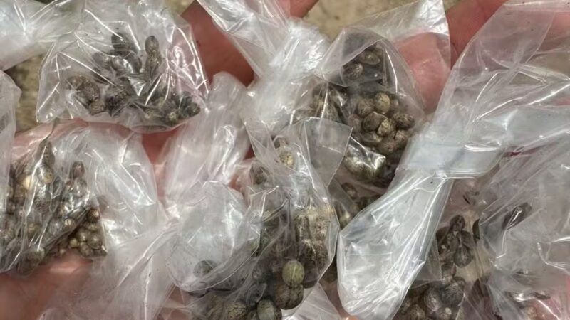 Cerca de 50 pés de maconha são apreendidos e homem é preso em Macambira