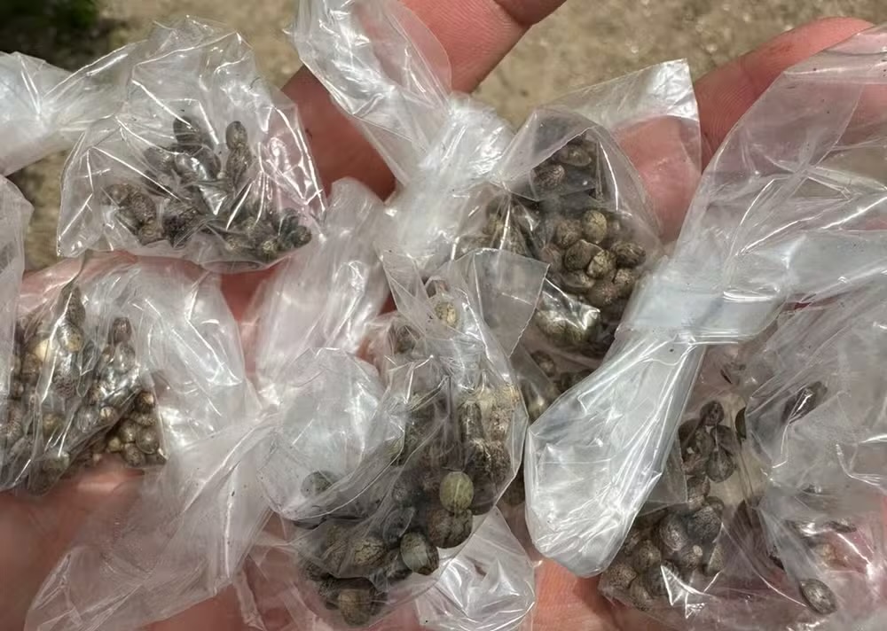 Cerca de 50 pés de maconha são apreendidos e homem é preso em Macambira