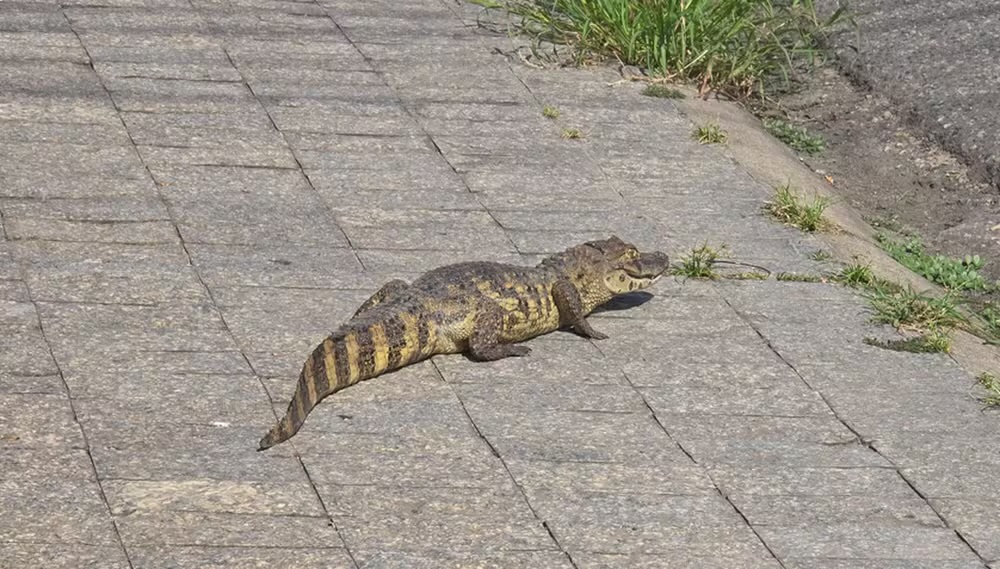 Jacaré é capturado no Bairro São José em Aracaju