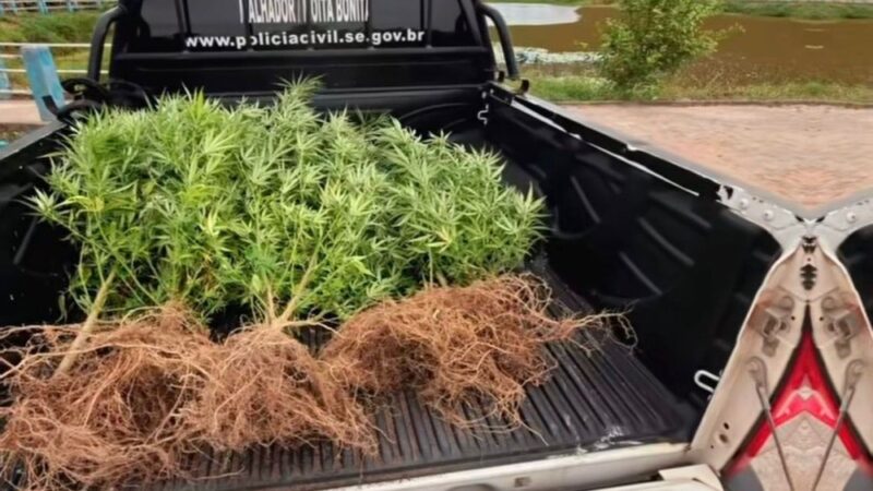 Homem é preso em flagrante por cultivo de maconha em Moita Bonita