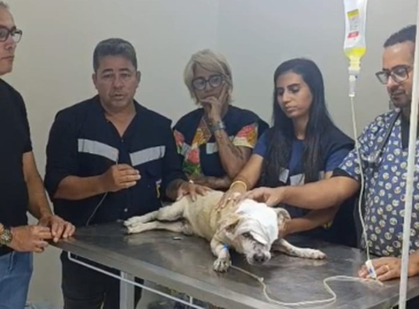 Suspeito de esfaquear cachorro na Grande Aracaju é preso; animal morreu