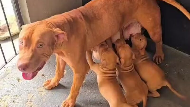 Casal de cães e seis filhotes vítimas de maus-tratos são resgatados em Aracaju
