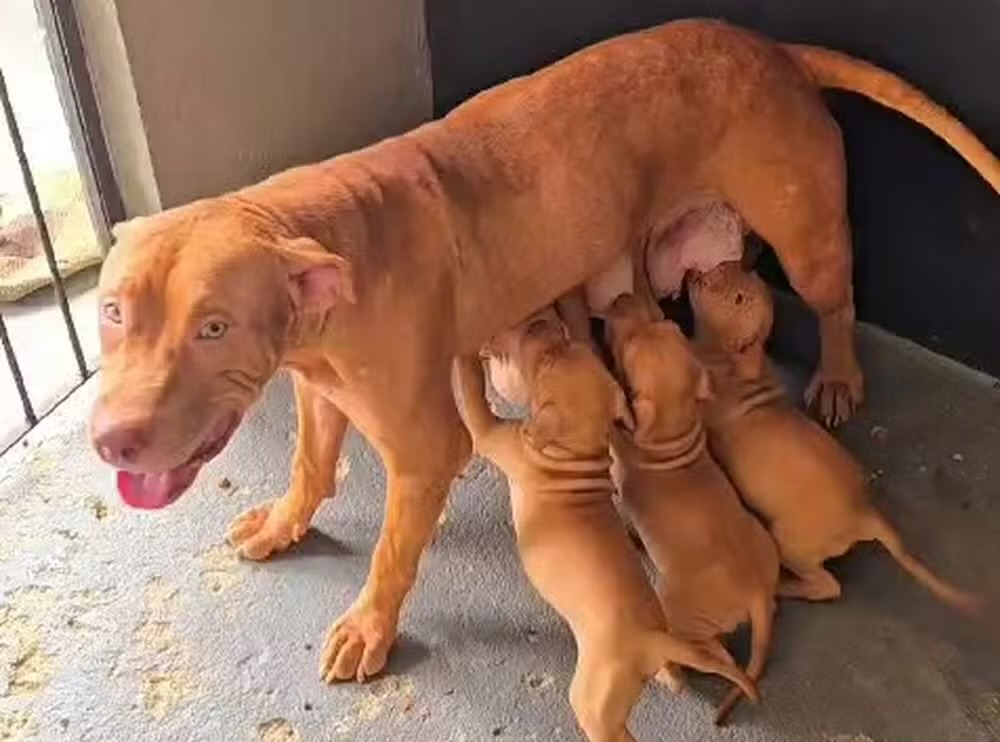 Casal de cães e seis filhotes vítimas de maus-tratos são resgatados em Aracaju