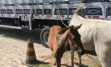 BPRv recolhe 20 animais soltos nas rodovias de Sergipe em janeiro
