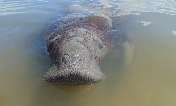 Peixe-boi ameaçado de extinção que vive no litoral de Sergipe já sobreviveu a mais de 30 acidentes