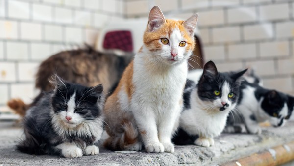 Campanha de adoção de gatinhos acontece em Aracaju neste sábado