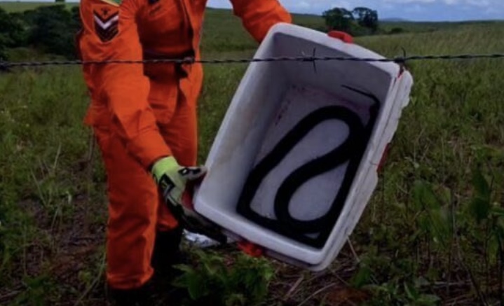 Cobra é resgatada dentro de residência em Riachão do Dantas