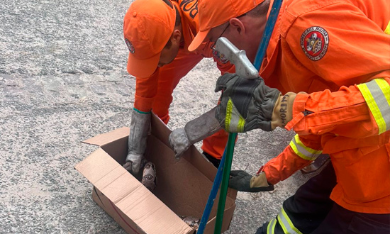 Bombeiros capturam duas cobras em Sergipe e devolvem animais à natureza