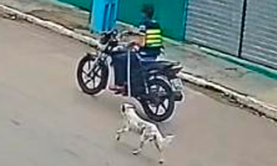 PC identifica suspeito de maus-tratos a animal em Porto da Folha