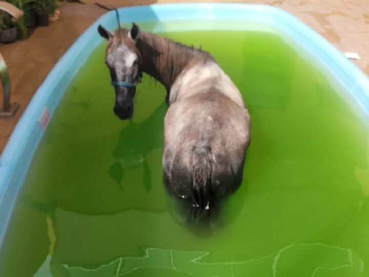 Égua cai dentro de piscina na Barra dos Coqueiros