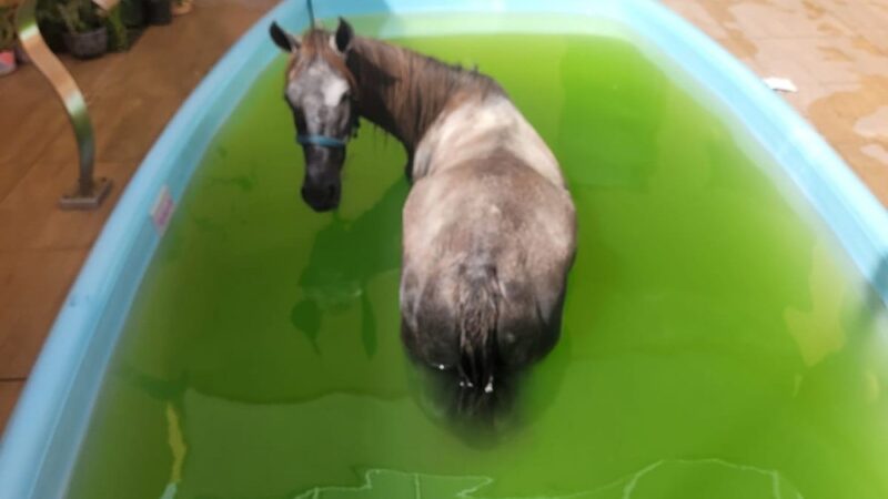 Égua cai dentro de piscina na Barra dos Coqueiros