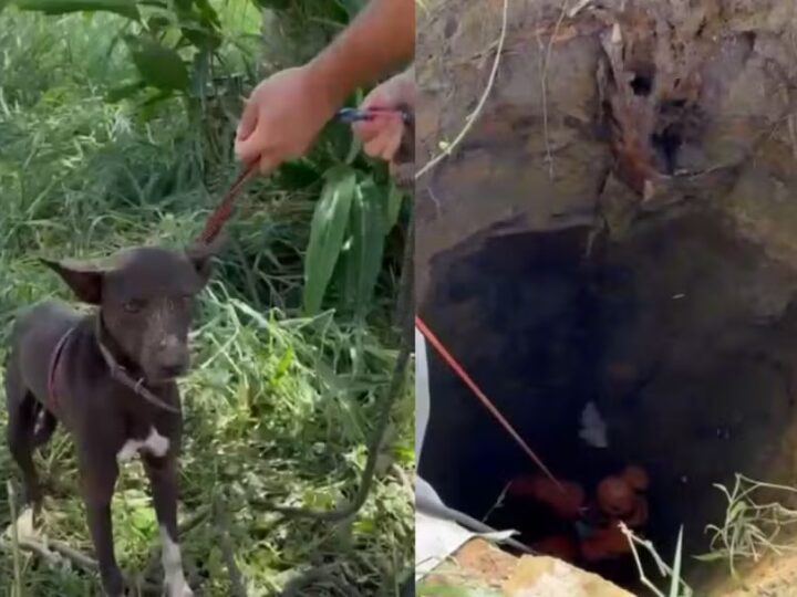 Cachorro é resgatado por bombeiros após cair em cisterna com mais de 10 metros de profundidade em Itaporanga
