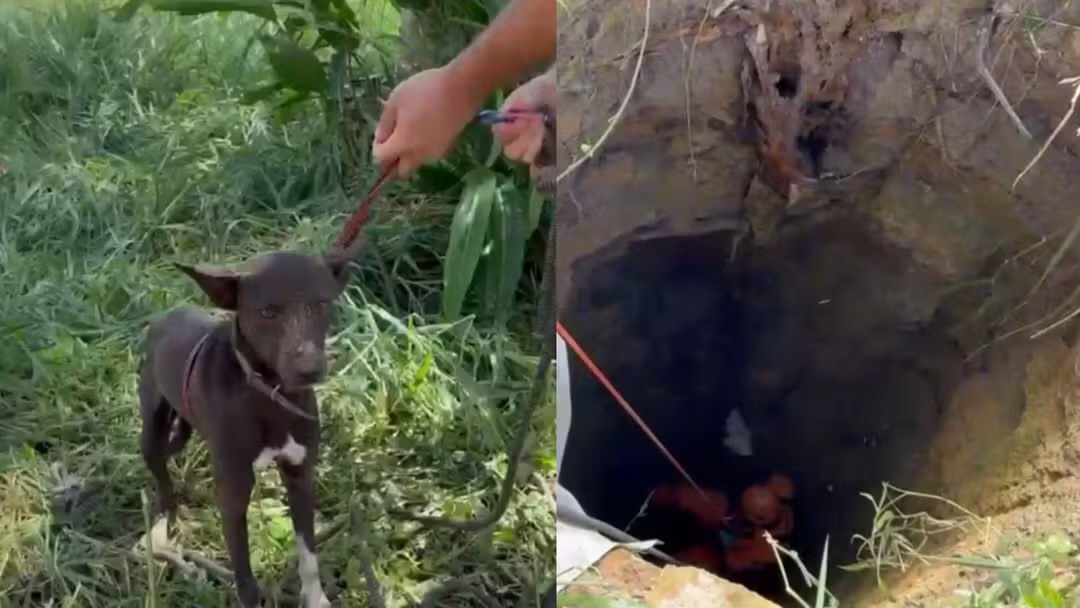 Cachorro é resgatado por bombeiros após cair em cisterna com mais de 10 metros de profundidade em Itaporanga