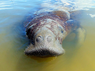 Justiça Federal determina medidas para proteger o peixe-boi Astro