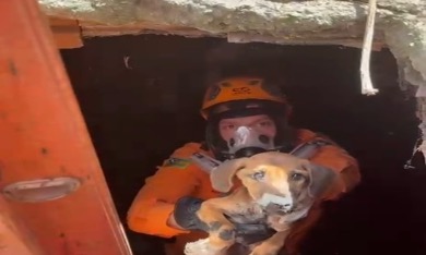 Filhote de cachorro é resgatado após cair em cisterna em Lagarto