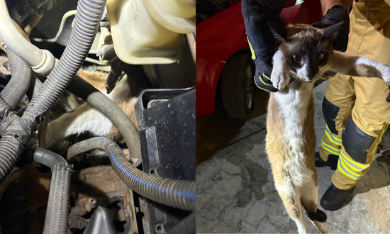 Gato é resgatado após ficar preso no motor de veículo em Aracaju
